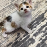 Dişi yavr..