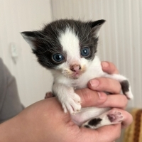 Fiko bebe..