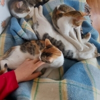 5 aylık d..