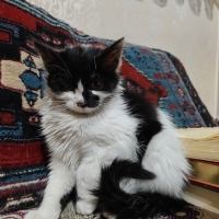 SEVİMLİ,..