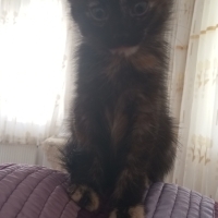 Tatlılık..