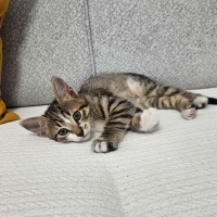 Yeni bir..