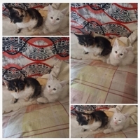 Minnoş Kı..