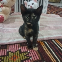 Karamel K..