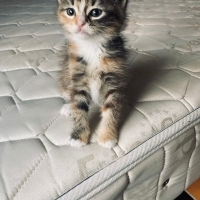 Güzeller güzeli prensesime yuva arıyorum