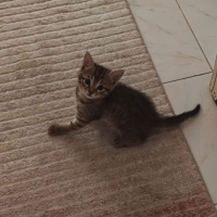Cankız yu..