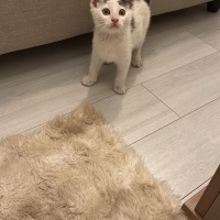 Miraç bebek ömürlük yuvasını arıyor