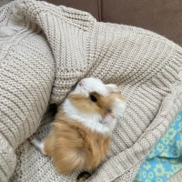 Guinea Pi..