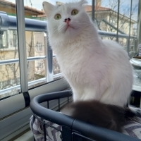 Oyuncu ha..