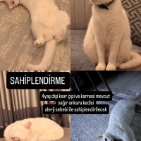Pamuk tüy..