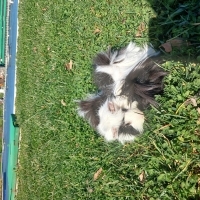 Ginepigle..