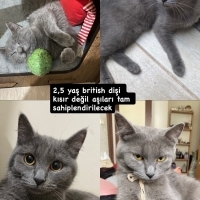 Sevgi dol..