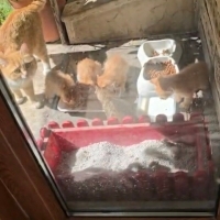 1.5 aylık..