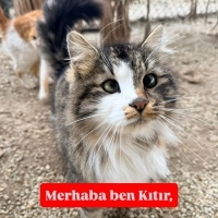 KITIR ACI..