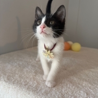 Bir tanem diye sevebileceğiniz bir kedi