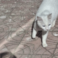 3 adet mi..