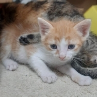 Minik sar..