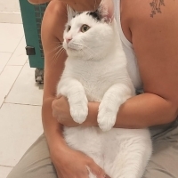 BİR KEDİY..