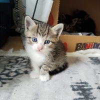 Dünyalar Tatlısı Yavru Sahiplendirilecek 🐱