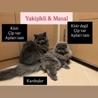 Ücretsiz..