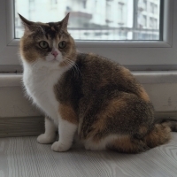 Şila'ya k..