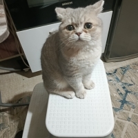 6aylık british shorthair Milo yuva arıyor