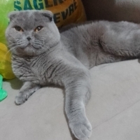 ÖMÜRLÜK Y..