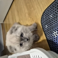 Erkek sevimli minnoş sahiplendirilecektir. Sevilmeyi çok seviyor.