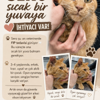 Sero çok..