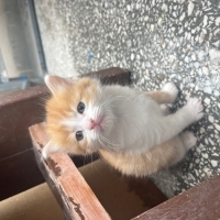 Miniklere..