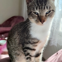 Sahibinden 8 aylık aşıları tam tekir kedi