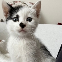 Çok sevimli minnoş