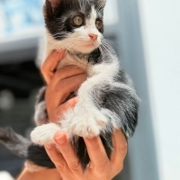 Çiko bebe..