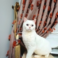 Salep kız..