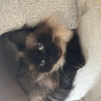 Siyam dişi kedi yuva arıyor