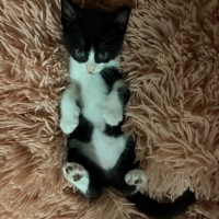 3 minik bebeğe acil 🚨 ömürlük yuva 🏡