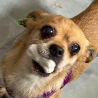 Chihuahua..