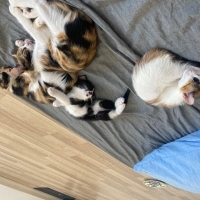4 güzeler..