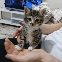 Minik kız..