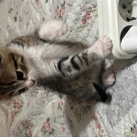 Çok oyunc..