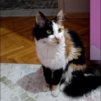 🐾 Şila’y..