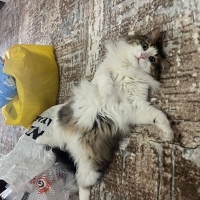 Aslan par..
