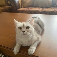 Kısır deg..