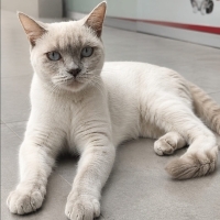 SOKAKTA KEDİLER TARAFINDAN DÖVÜLÜRKEN ÇARESİZ HALDEYDİ,YUVA OLUR MUSUNUZ?