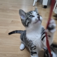 Tatlı Pamuk şekeri