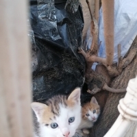 İki küçük..