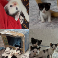 Miniklere..