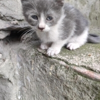 3 KARDEŞ ACİL YUVA
