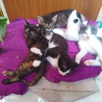5 kardeşe..