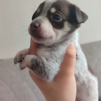 Pinscher..